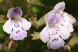 Calamintha nepeta